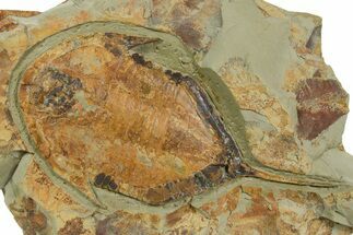 Huge, Megistaspis Trilobite - Fezouata Formation #363264