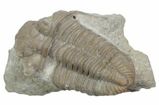 Bargain, Fossil Prochasmops Praecurrens Trilobite - Russia #363120