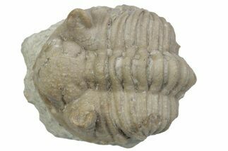 Bargain, Fossil Chasmops Trilobite - Russia #363121