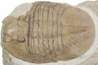 Bargain, Pseudobasilicus Lawrowi Trilobite - Russia #363166