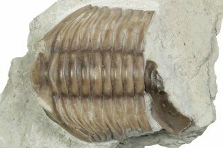 Bargain, Fossil Asaphus Expansus Trilobite - Russia #363178