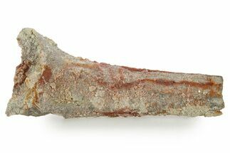 Devonian Petrified Wood (Callixylon) Section - Oldest True Wood #363339