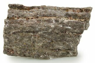 Devonian Petrified Wood (Callixylon) Section - Oldest True Wood #363342