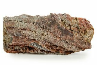 Devonian Petrified Wood (Callixylon) Section - Oldest True Wood #363359