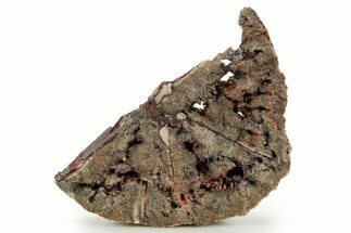Devonian Petrified Wood (Callixylon) Section - Oldest True Wood #363360