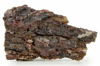 Devonian Petrified Wood (Callixylon) Section - Oldest True Wood #363362