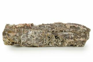 Devonian Petrified Wood (Callixylon) Section - Oldest True Wood #363369