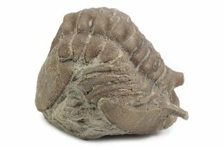 Bargain, Fossil Asaphus Kowalewskii Trilobite - Russia #363186