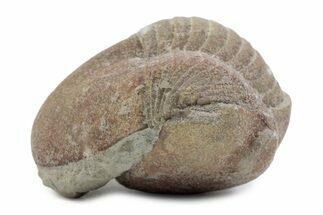 Bargain, Enrolled Illaenus Plautini Trilobite Fossil - Russia #363210