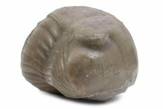 Bargain, Enrolled Illaenus Trilobite Fossil - Russia #363222