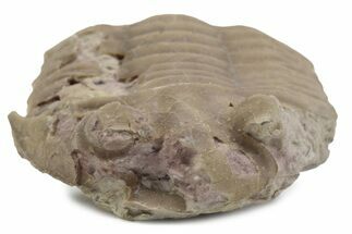 Bargain, Fossil Subasaphus Spinifer Trilobite - Russia #363225