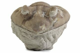 Bargain, Enrolled Asaphus Trilobite - Russia #363244