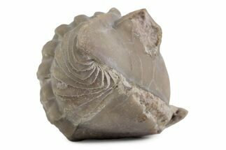 Bargain, Enrolled Asaphus Trilobite - Russia #363248