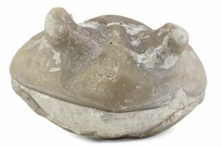 Bargain, Enrolled Asaphus Trilobite - Russia #363251