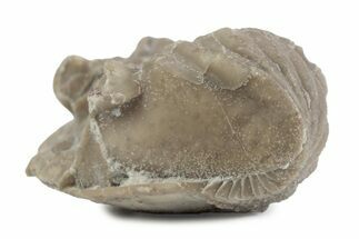 Bargain, Enrolled Asaphus Trilobite - Russia #363254