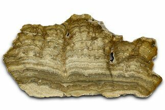 Polished Miocene Stromatolite (Chlorellopsis) Slab - Crimea #362977