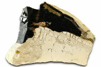 Polished Fossil Stromatolite (Columnacollenia) Slab - Crimea #363011
