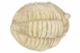 Bargain, Asaphus Trilobite Fossil - Russia #363259