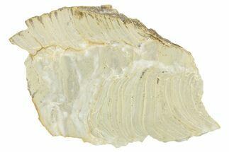 Polished Precambrian Stromatolite (Kussiella) Slab - Russia #363023