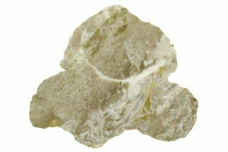 Polished Cambrian Sponge (Archaeocyatha) Fossil - Russia #363035