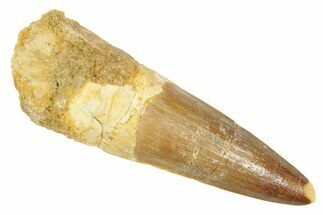 Fossil Spinosaurus Tooth - Real Dinosaur Tooth #363052