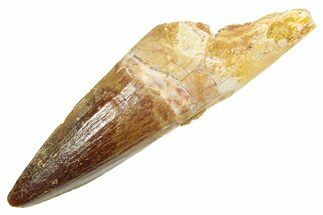 Fossil Spinosaurus Tooth - Real Dinosaur Tooth #363056