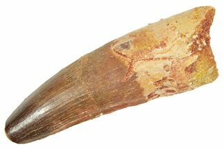 Fossil Spinosaurus Tooth - Feeding Worn Tip #363059