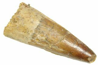 Fossil Spinosaurus Tooth - Real Dinosaur Tooth #363078