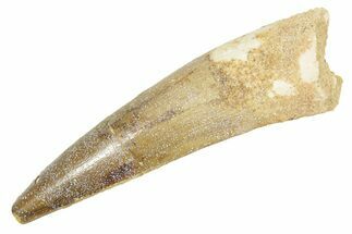 Fossil Spinosaurus Tooth - Real Dinosaur Tooth #363096