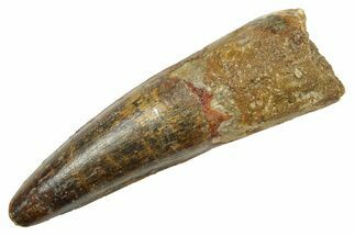 Fossil Spinosaurus Tooth - Real Dinosaur Tooth #363470