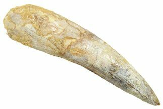 Fossil Spinosaurus Tooth - Real Dinosaur Tooth #363474