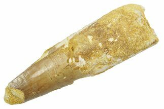 Bargain, Fossil Spinosaurus Tooth - Feeding Worn Tip #363488