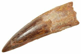 Fossil Spinosaurus Tooth - Composite Tip #363496