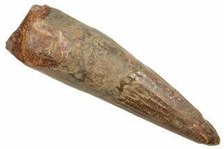Fossil Spinosaurus Tooth - Real Dinosaur Tooth #363499