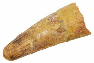 Fossil Spinosaurus Tooth - Feeding Worn Tip #363502