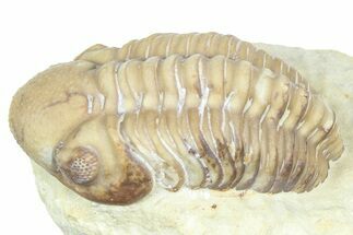 Kainops Trilobite - Black Cat Mountain, Oklahoma #362988