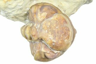 Enrolled Paciphacops Trilobite - Black Cat Mountain, Oklahoma #362992
