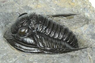 Detailed Cornuproetus Trilobite Fossil - Ofaten, Morocco #363000