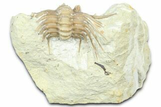 Bargain, Enrolled, Spiny Trilobite (Kettneraspis) - Oklahoma #363004