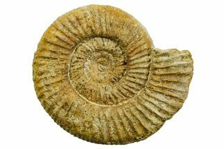 Jurassic Ammonite (Perisphinctes) Fossil - France #363634