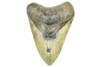 Fossil Megalodon Tooth - North Carolina #363717