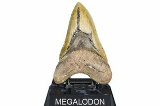Bargain, Fossil Megalodon Tooth - North Carolina #363748