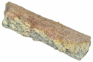 Devonian Petrified Wood (Callixylon) Section - Oldest True Wood #363279