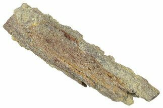 Devonian Petrified Wood (Callixylon) Section - Oldest True Wood #363296