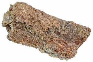Devonian Petrified Wood (Callixylon) Section - Oldest True Wood #363299
