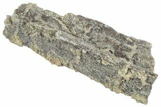 Devonian Petrified Wood (Callixylon) Section - Oldest True Wood #363313