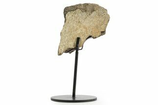 Dinosaur (Triceratops) Frill Shield Section w/ Stand - South Dakota #363559