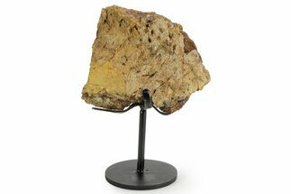 Dinosaur (Triceratops) Frill Shield Section w/ Stand - South Dakota #363564