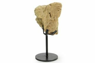 Dinosaur (Triceratops) Frill Shield Section w/ Stand - South Dakota #363593
