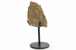 Dinosaur (Triceratops) Frill Shield Section w/ Stand - South Dakota #363641